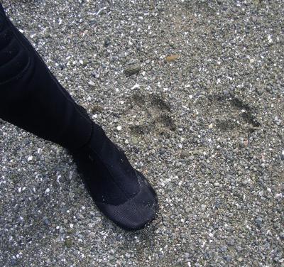 Wolf tracks on Wouwer