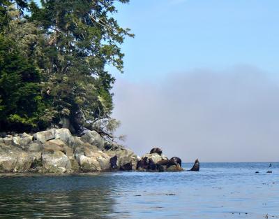 Sealions on Batley Island