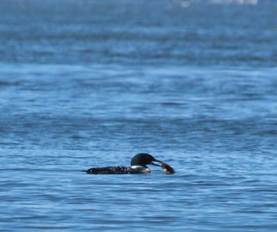 Loon with fish