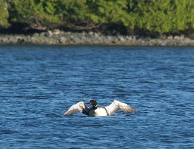 Loon