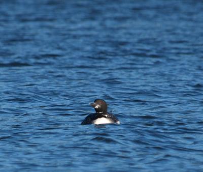 Loon