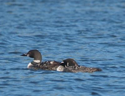 Two Loons