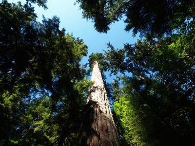 Douglas Fir, Cathedral Grove