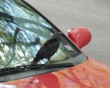 fledgling crow