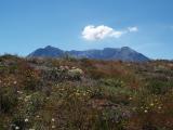 St Helens and Wildflowers