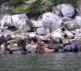 Sealions on Wouwer