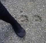 Wolf tracks on Wouwer