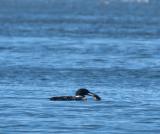 Loon with fish
