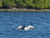 Loon