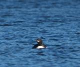 Loon