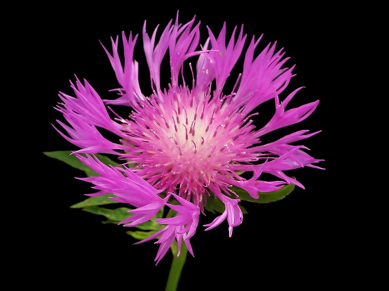 p6121100 copy_ni_std.jpg