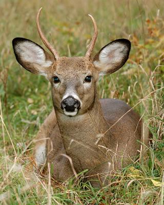 Buck in the Autumn Grass