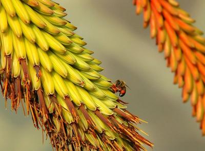 sydney_botanic_gardens