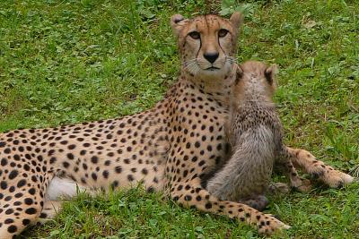 The Cheetahs at the National Zoo