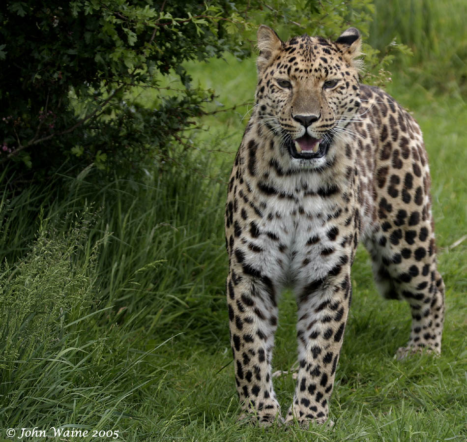 Amur Leopard