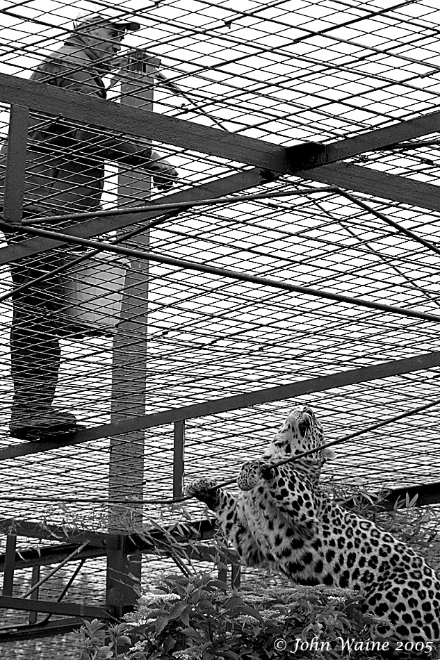 Leopard Man