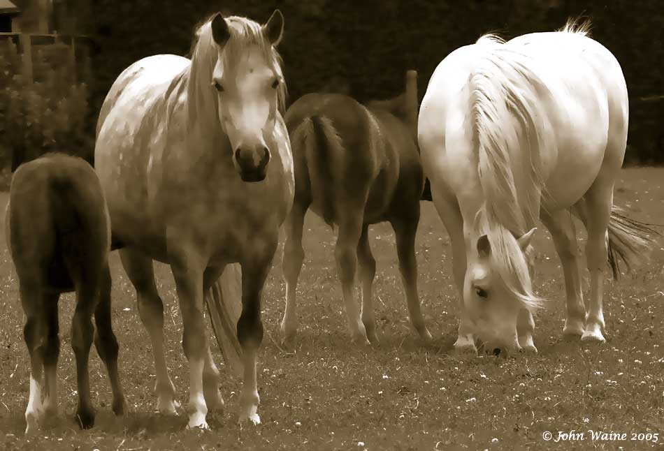 20050626 Welsh Ponies and Foals