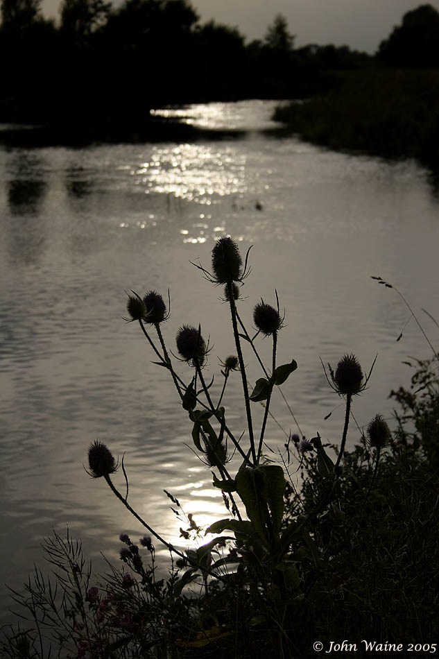 20050804 Twilight Thames Teasel