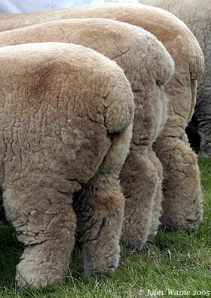 20050807 Woolly Behinds