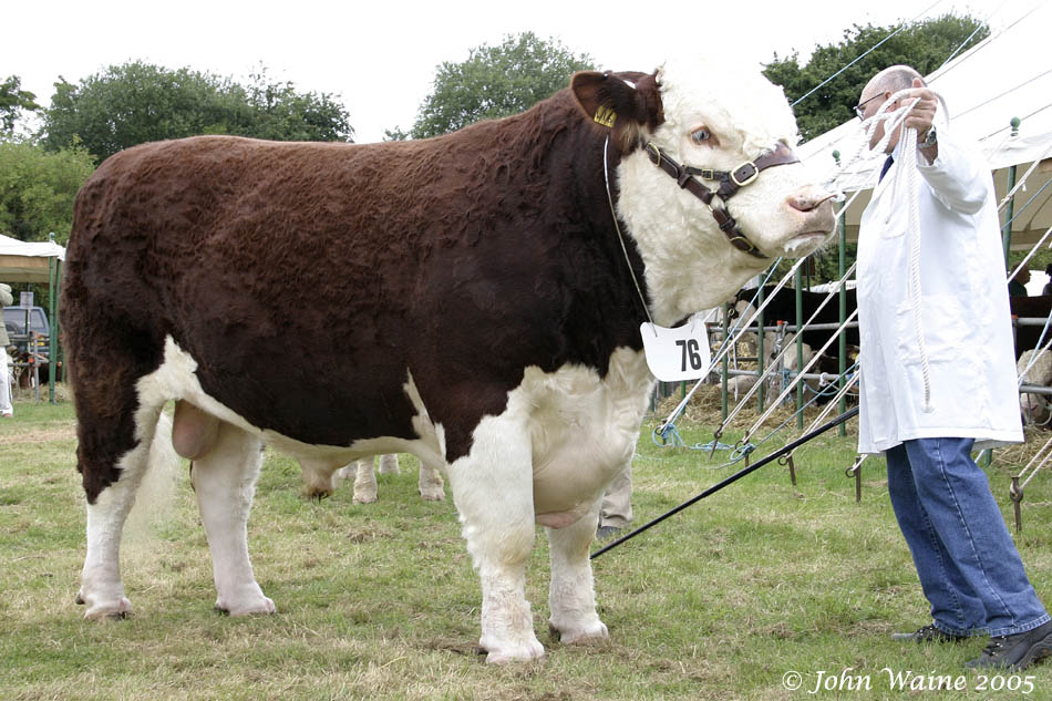 Hereford Bull