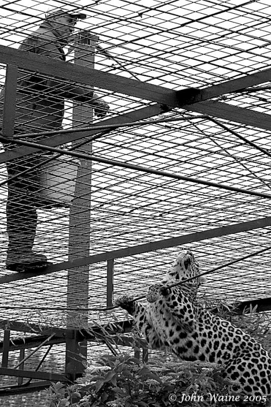 Leopard Man