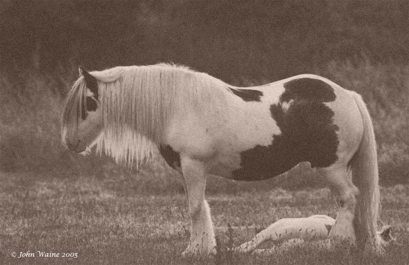 20050624 Mother and Foal asleep 2