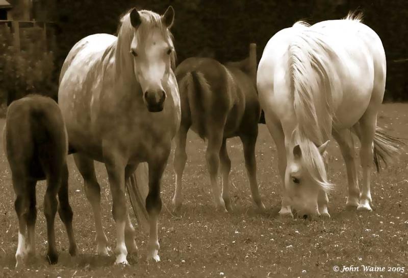 20050626 Welsh Ponies and Foals