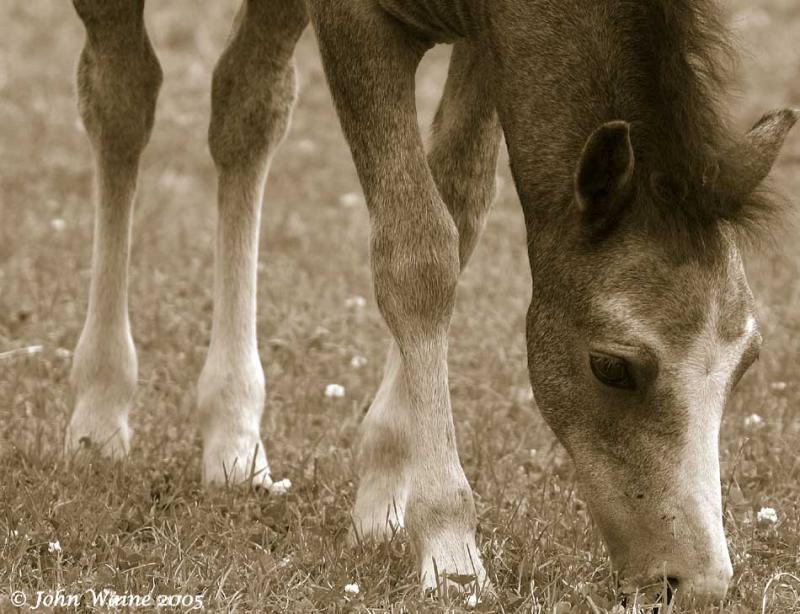 20050627 Pony Foal