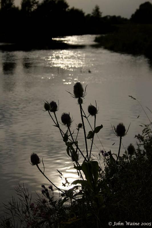 20050804 Twilight Thames Teasel