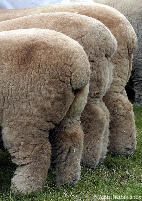 20050807 Woolly Behinds