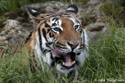Sumatran Tiger - Indy