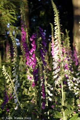 20050610 Foxgloves in The Dark Wood