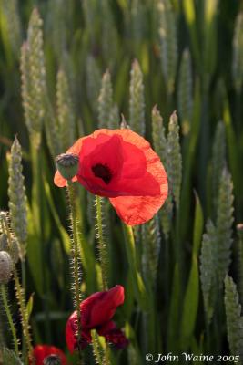 20050613 Poppy Field 3