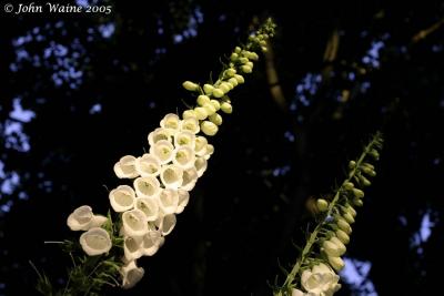 20050617 Foxglove 2