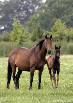 20050628 Thoroughbred Mare & Foal