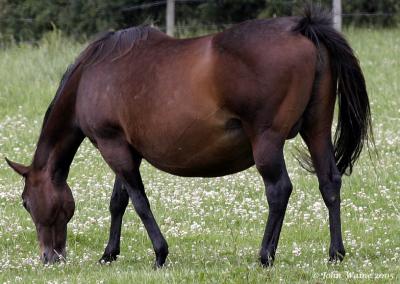 20050628 Heavily Pregnant Thoroughbred Mare