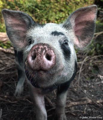 20050716 A Pig With No Name - Pet or Pork?