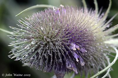 20050724 Teasel