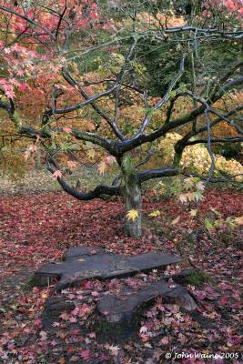 20051025 Maple Glade