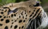 The Eye of The Amur Leopard (view at Original)