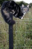 20050701 Pole Cat