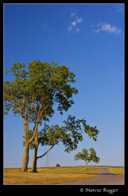 Trees