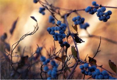 Gorgeberries.jpg