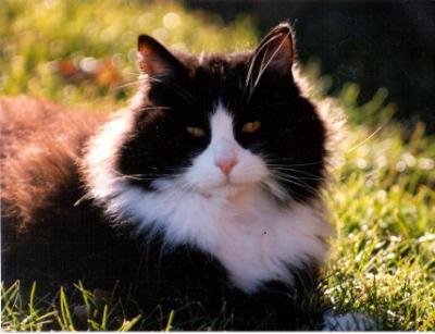 Rhett Butler...such a psycho stud