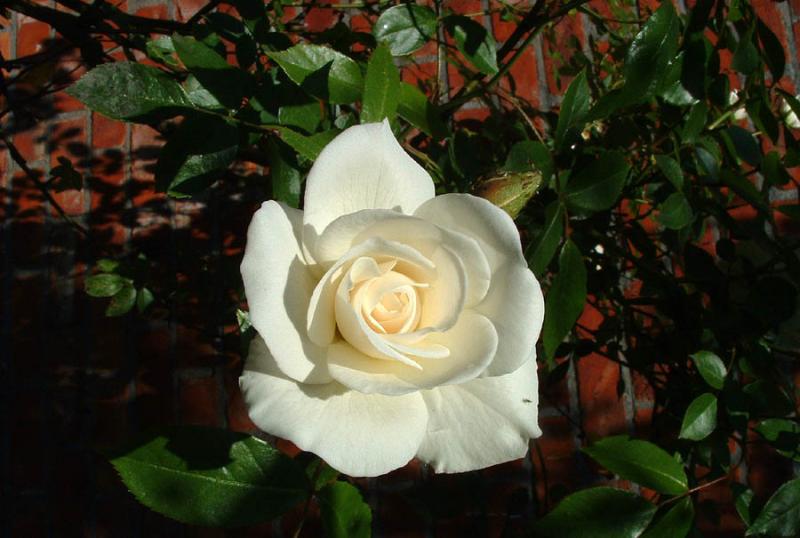 DSCF0041 - rose white.jpg