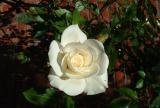 DSCF0041 - rose white.jpg