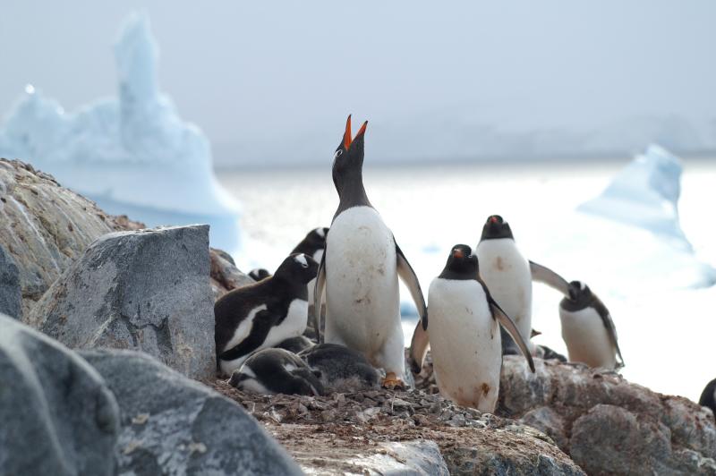 The penguin Honk