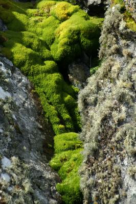 Algae Moss Growth