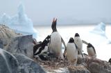 The penguin Honk