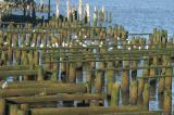 PICT0042.JPG